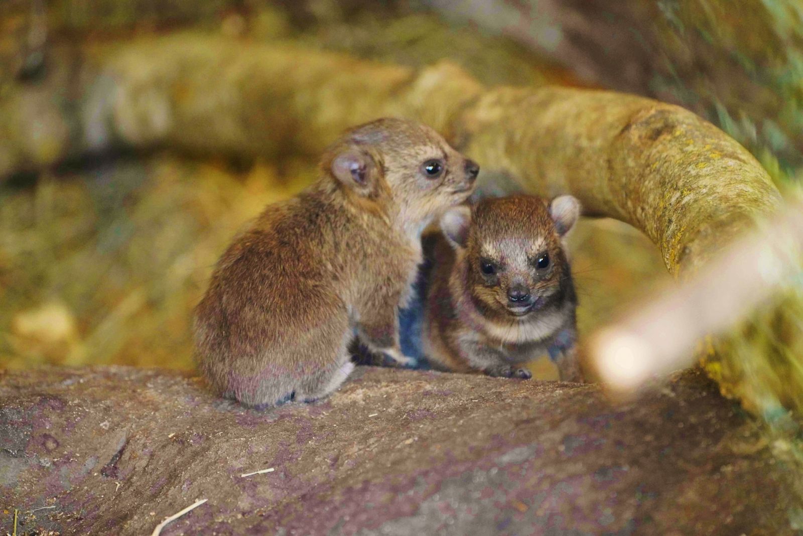 Longleat keepers surprised after rare 'rock rabbit' gives birth to ...