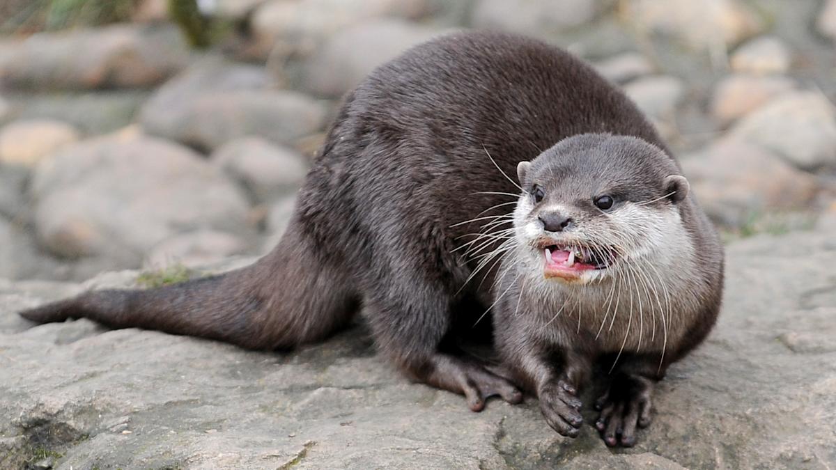 Woman airlifted to hospital after rare otter attack in Montana river ...