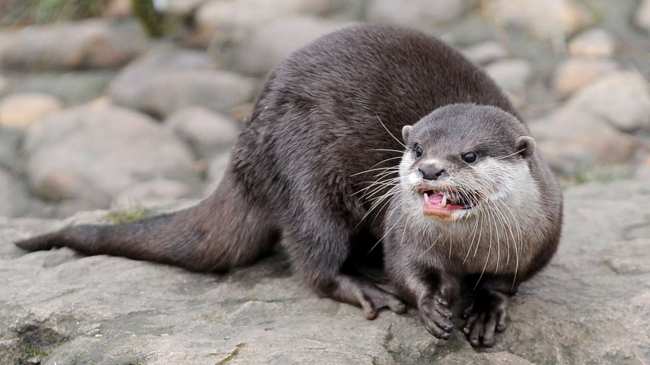 Woman airlifted to hospital after rare otter attack in Montana river