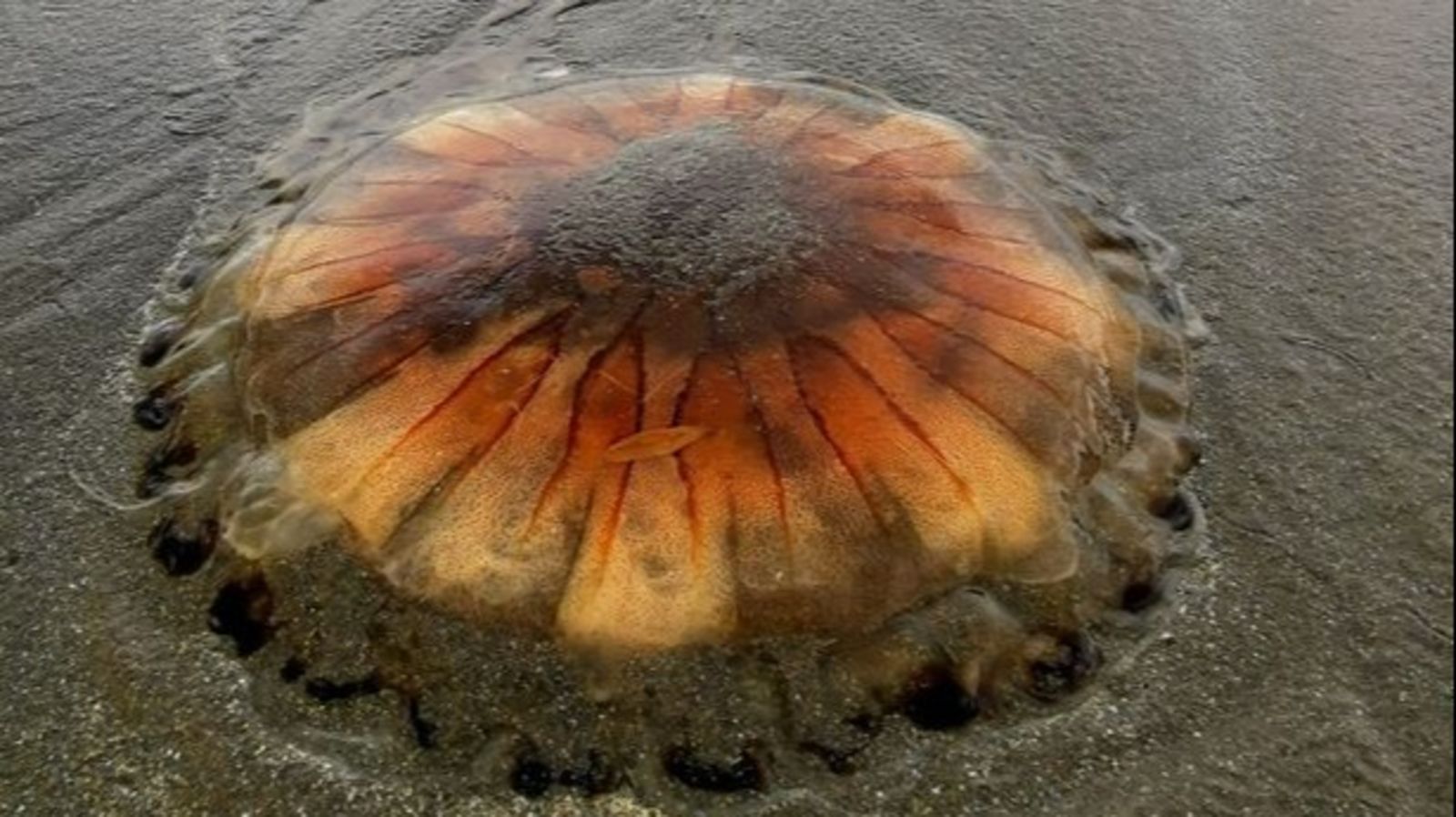 Swarms Of Compass Jellyfish With Nasty Sting Washing Up On Welsh Coast swarms-of-compass-jellyfish-with-nasty-sting-washing-up-on-welsh-coast