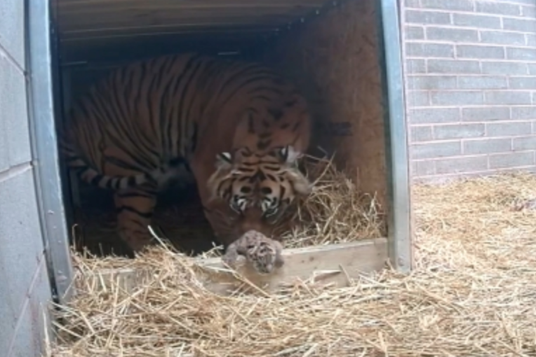 Watch The Moment First Ever Critically Endangered Tiger Cub Is Born At ...