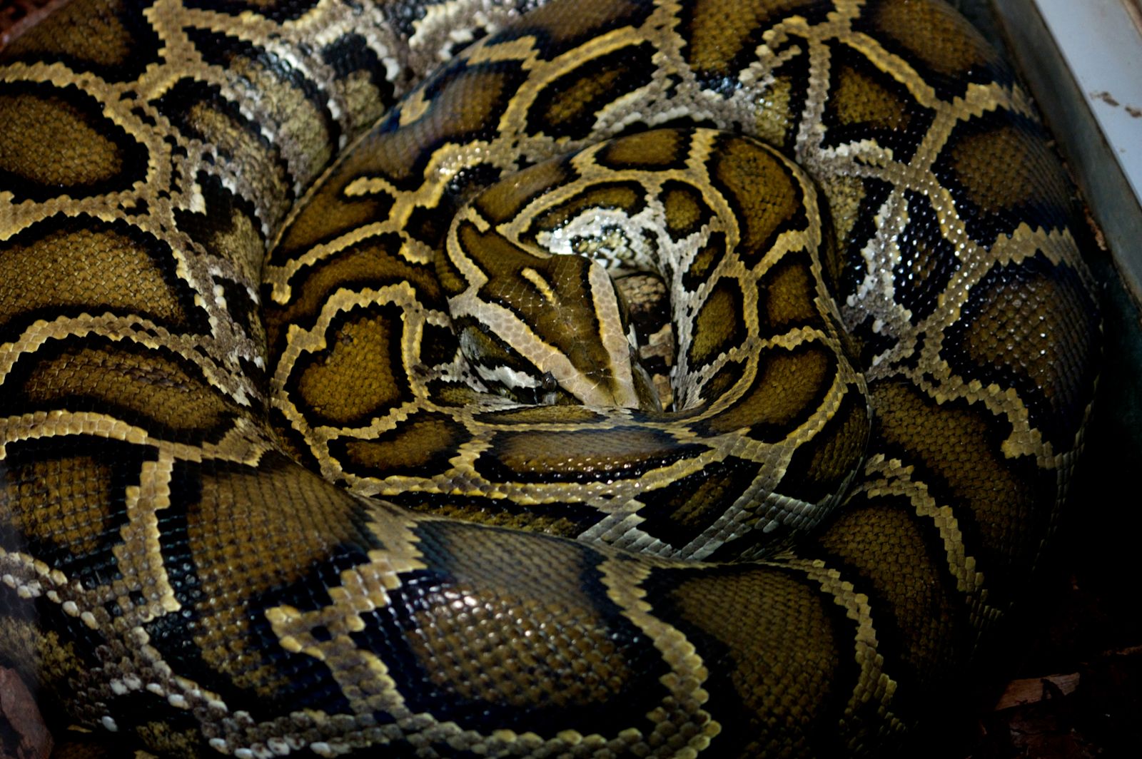 Indonesian woman swallowed whole by seven-metre long python | ITV News