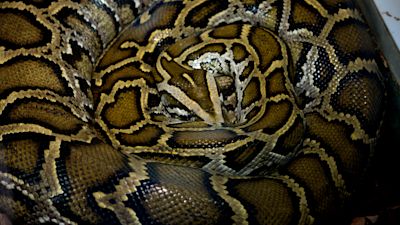 6 Metre Python Indonesian woman swallowed whole by seven-metre long python | ITV News