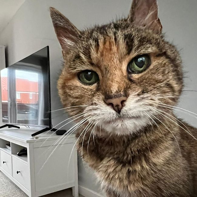 Elderly 2024 cat sanctuary