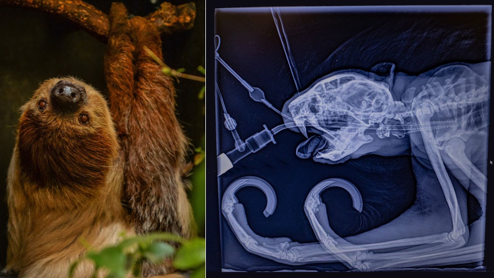 Rico the rare Chester Zoo sloth has toothache cured after ...