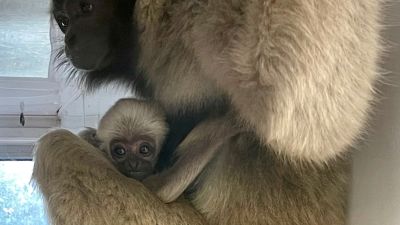 23-11-21 Baby Pileated Gibbon with its mother- Paignton Zoo
