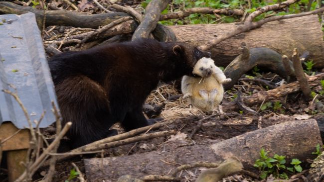 Three wolverine kits have been spotted outside for the first time since their birth in March