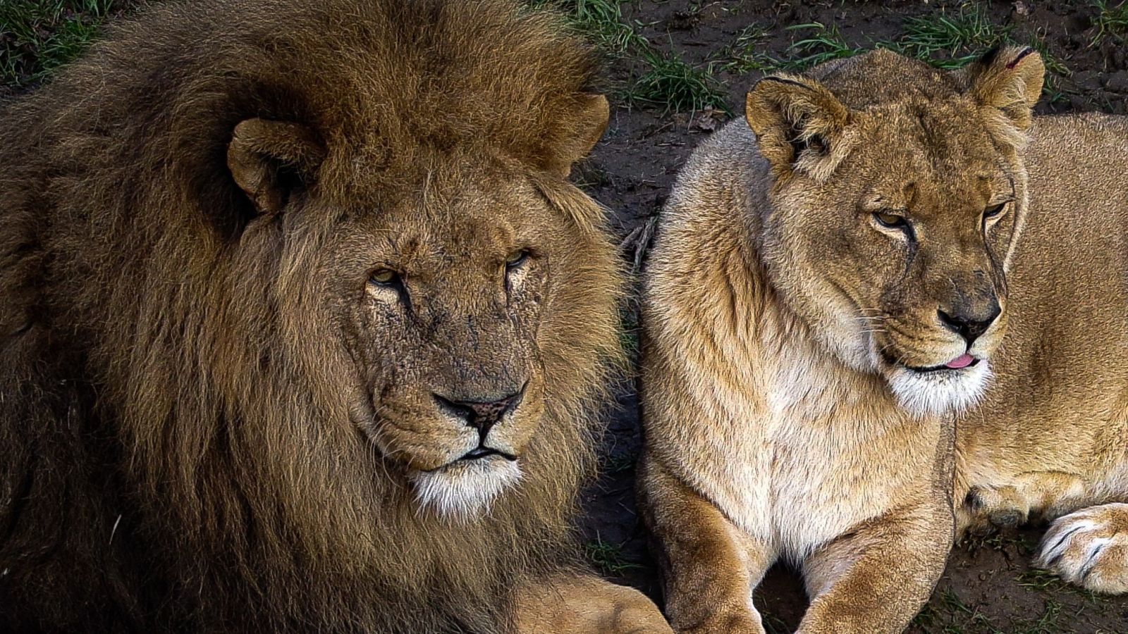 Faulty Lion matches are likely fake or because of alien tree laws - but we  found several duds