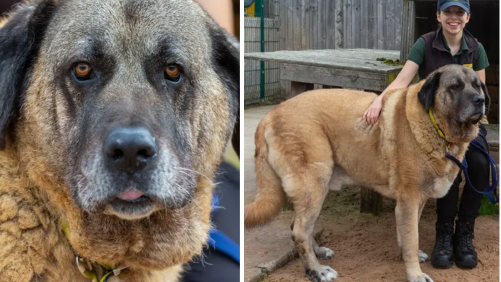 The dogs best sale trust loughborough