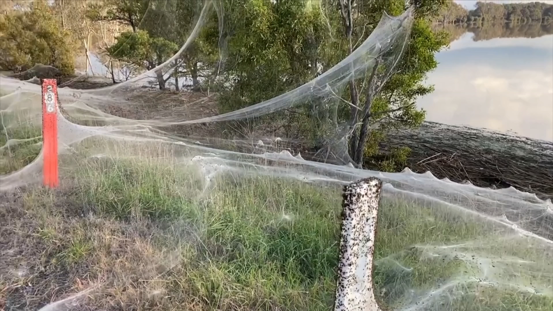 Yep, It Was Literally Raining Spiders And Spider Webs In Australia (Photos)