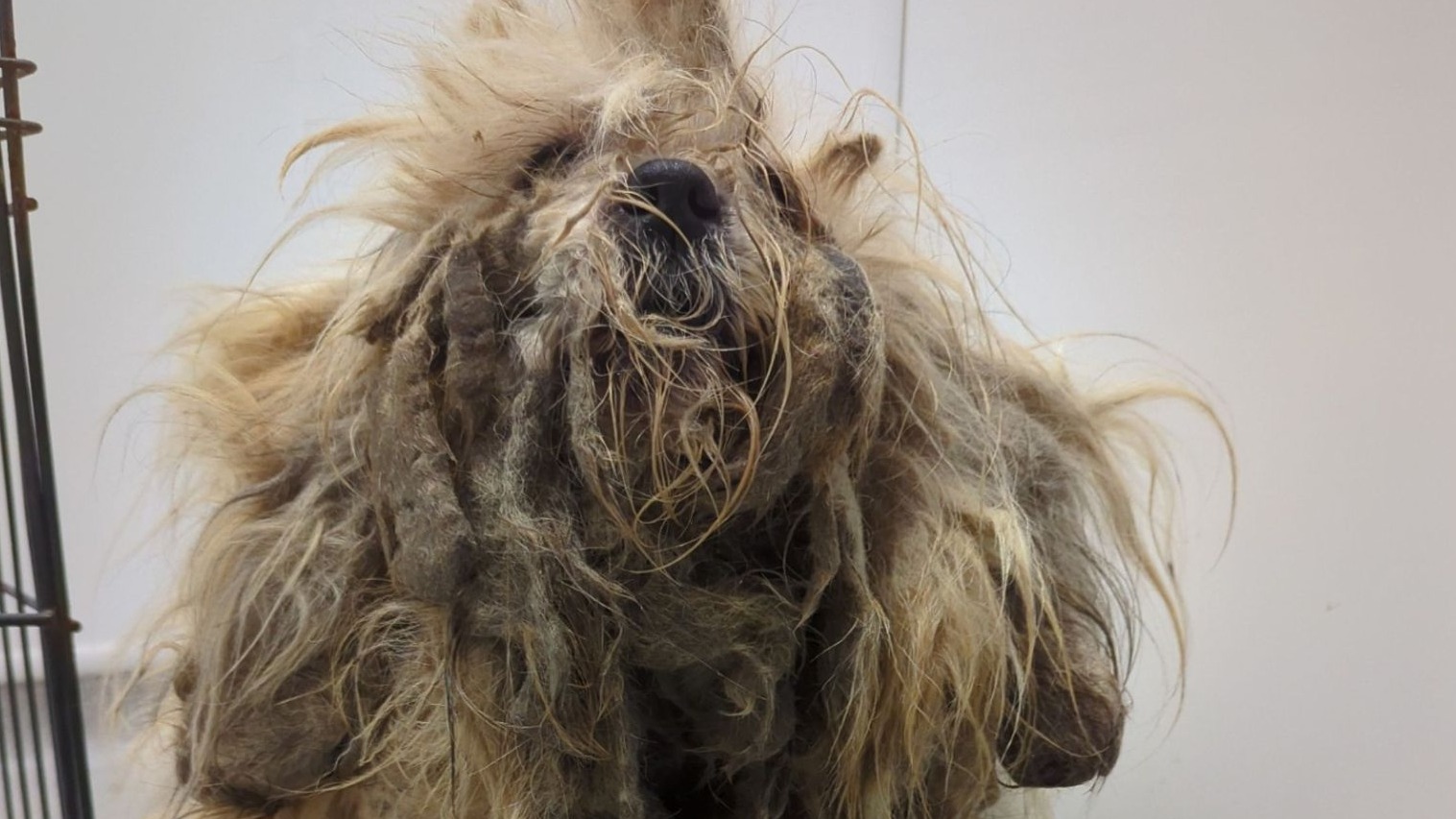 Severely matted clearance dog hair