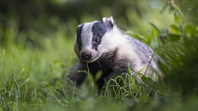 badger