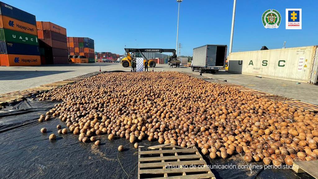 police-bust-drugs-shipment-after-finding-20-000-coconuts-drained-of