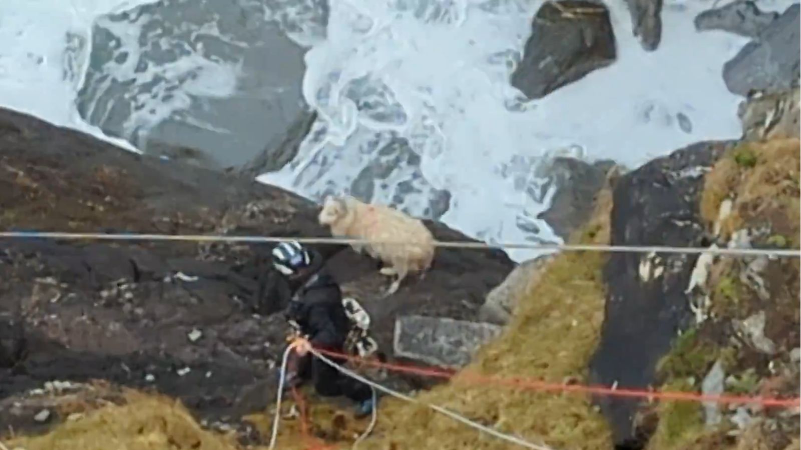 Stranded Sheep The dramatic moment specialist team rescue sheep stranded on ...