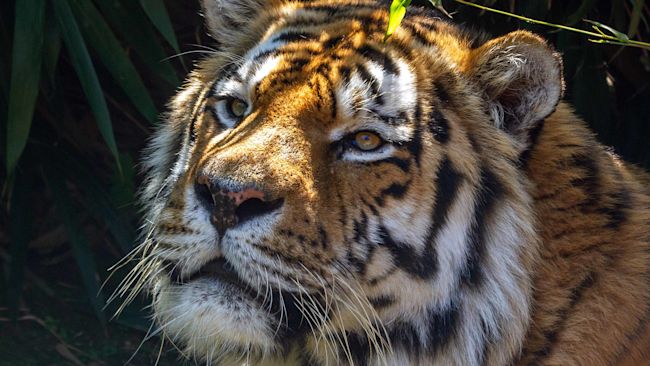 260821 Amur Tiger Igor