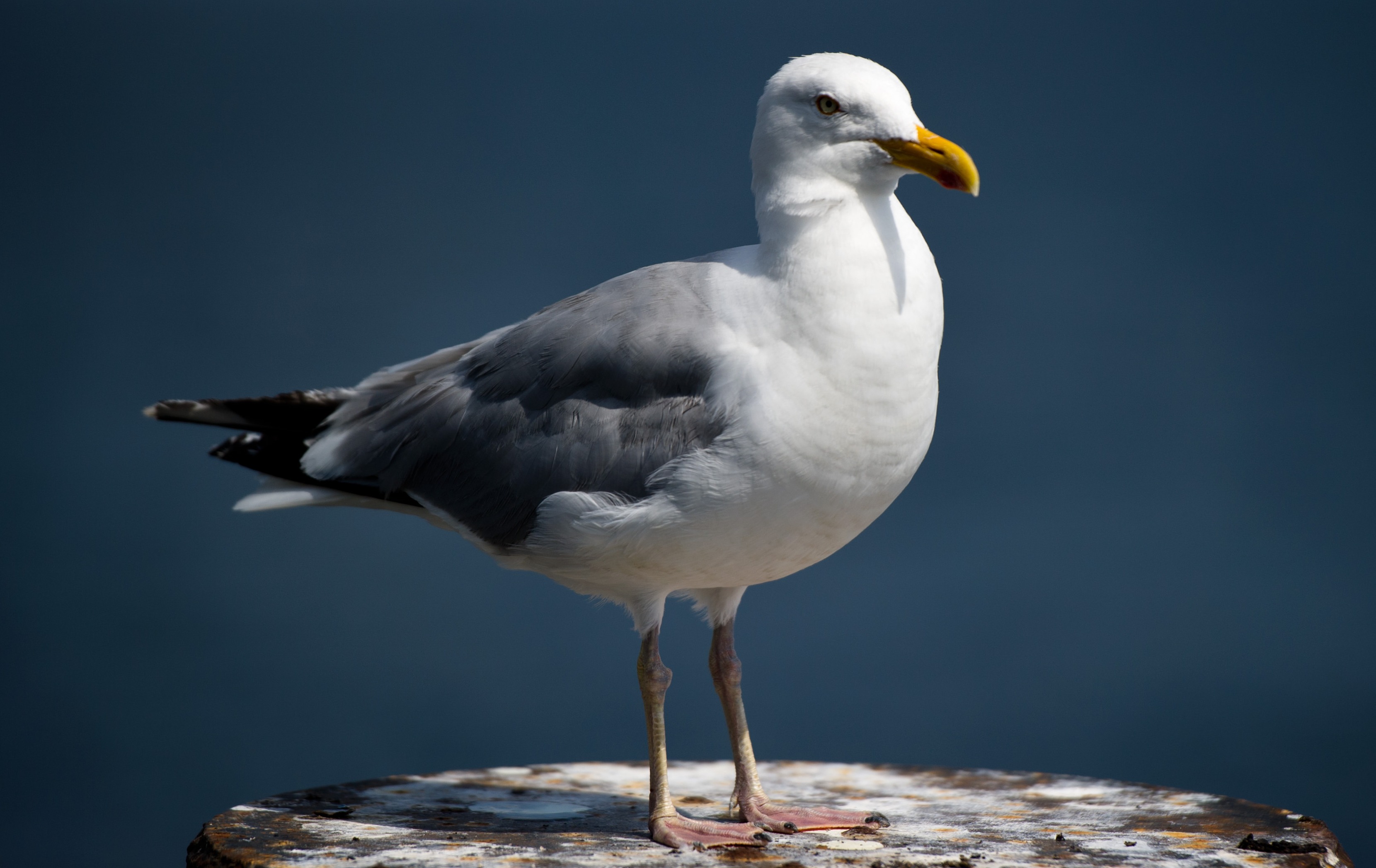 Calls for better management of gull numbers in Gloucester following ...