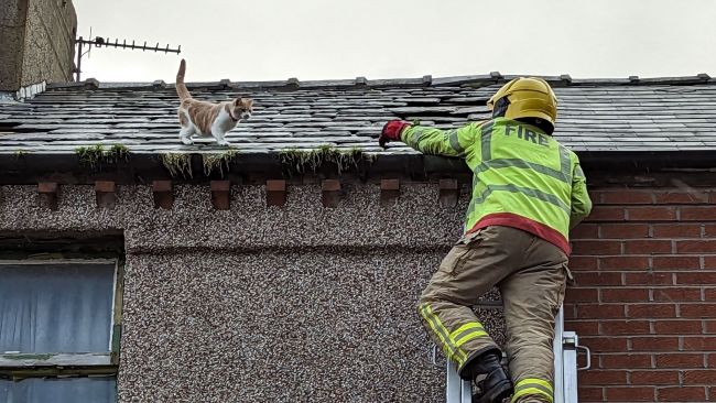 Kitten rescued from roof in Cumbria