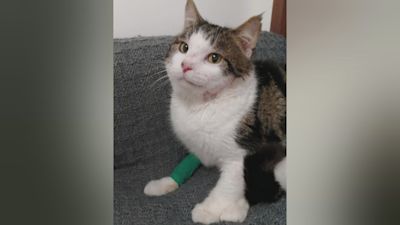 040321-cat shot with air rifle in kent-cats protection