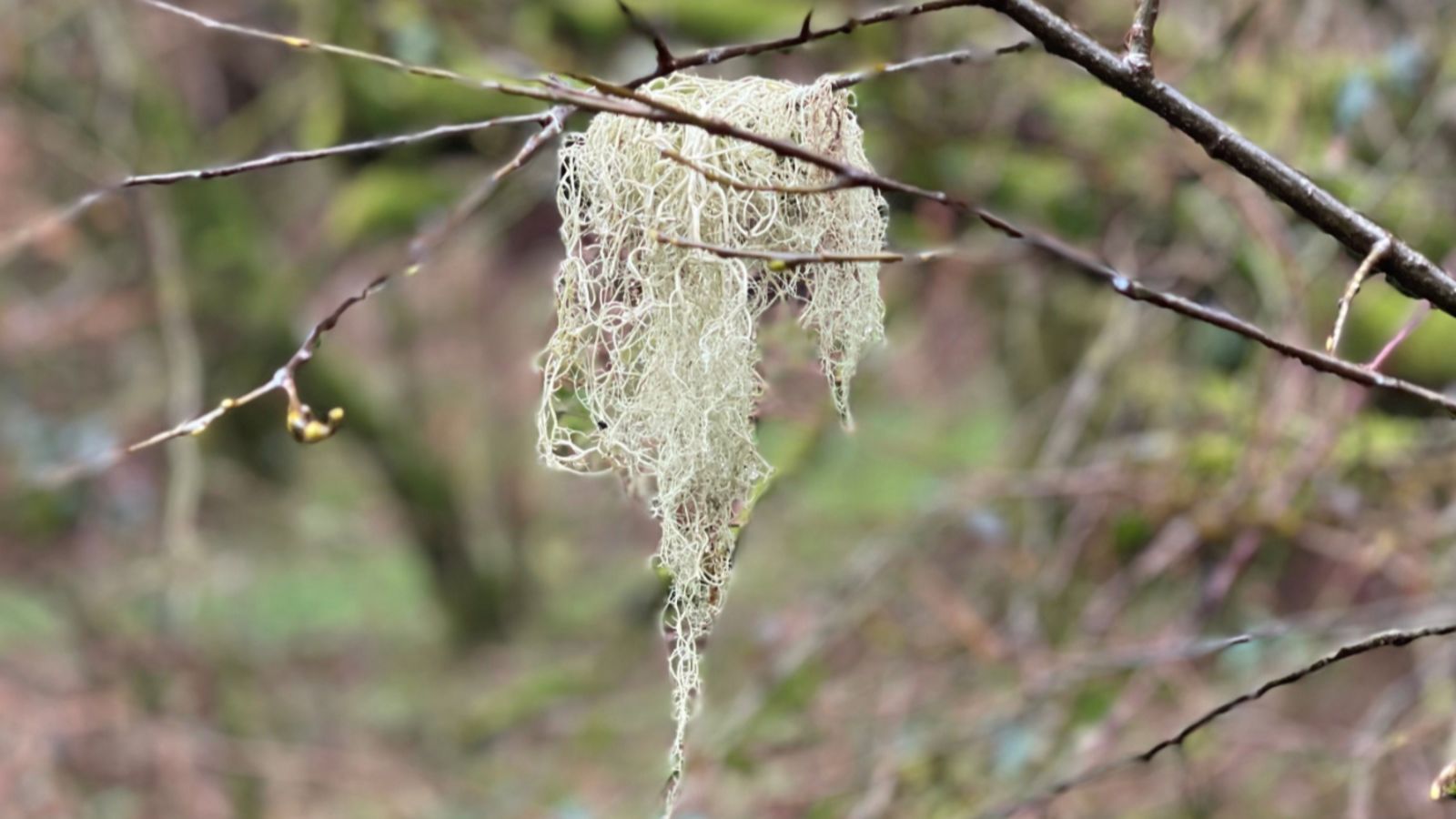 Exmoor Insect The beautiful species thriving on Exmoor - and why it's a good sign ...