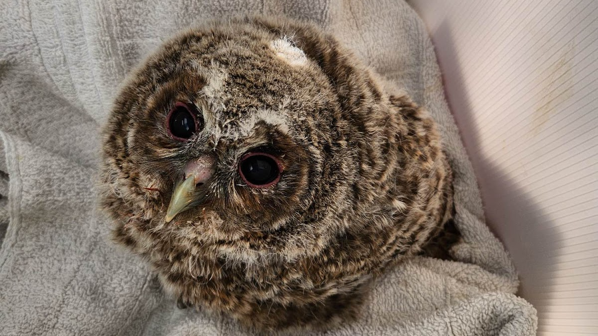 Lost baby owl rescued and returned to nest by Hastings 'heroes' and