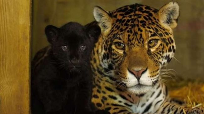 Rare jaguar cub born at animal sanctuary in Kent | ITV News Meridian