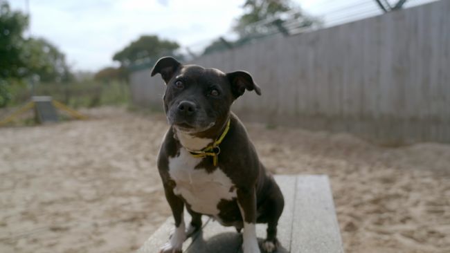 Millie the dog who is looking for a new home
ITV News