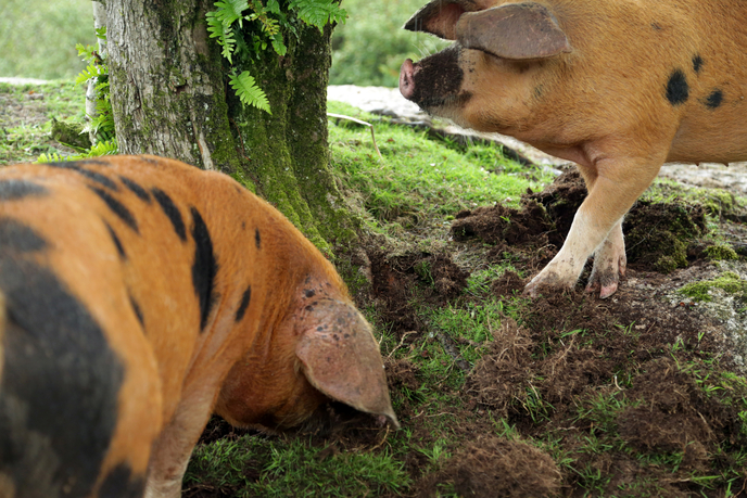 Pigs introduced to Cornwall moors to bring farmland back to nature ITV News West Country