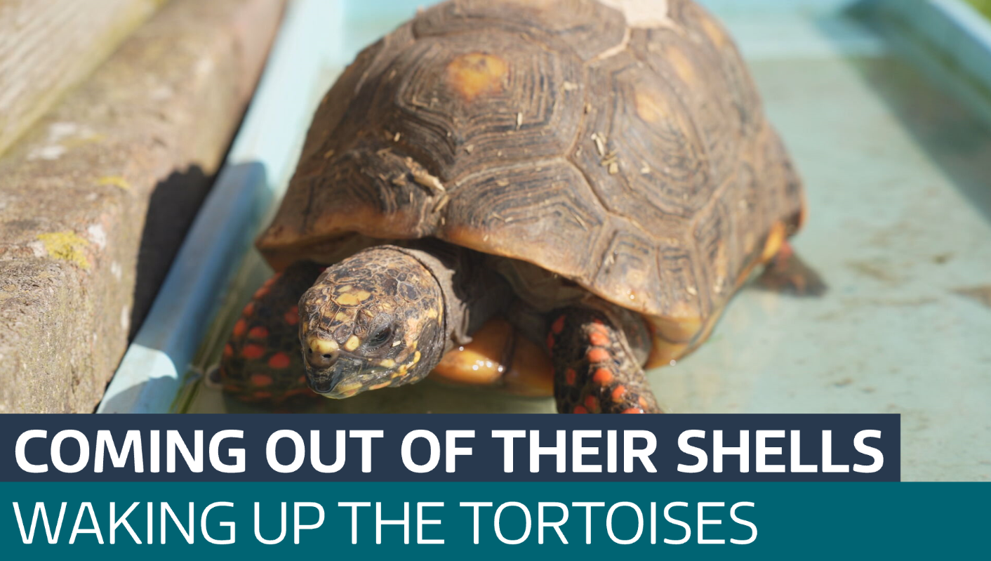 Hibernation is over, it's time for these tortoises to wake up - Latest ...