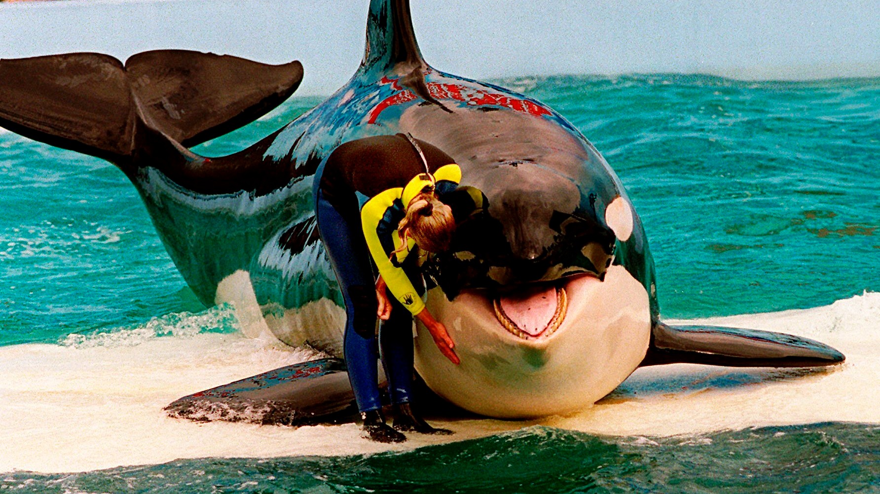 Lolita The Orca To Be Returned To Wild More Than 50 Years After Capture ...