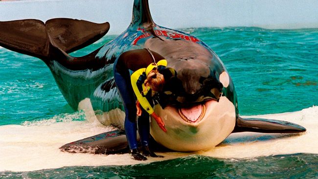 Trainer Marcia Hinton pets Lolita, a captive orca whale, during a performance at the Miami Seaquarium in Miami, March 9, 1995.