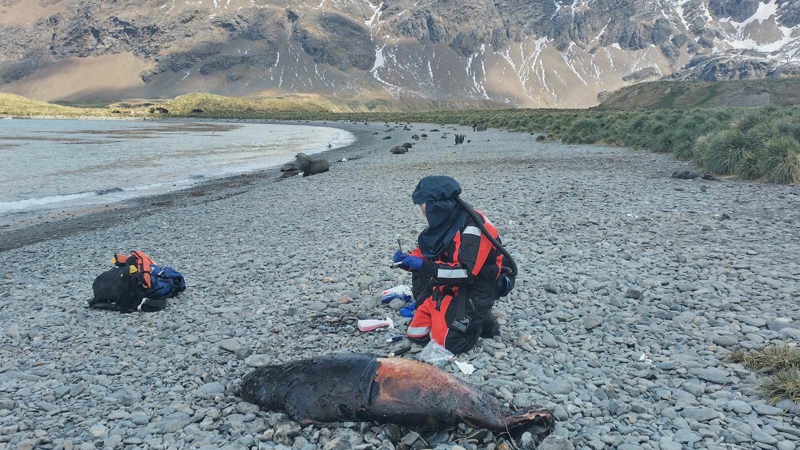 Bird flu found in Antarctic seals could pose significant threat to