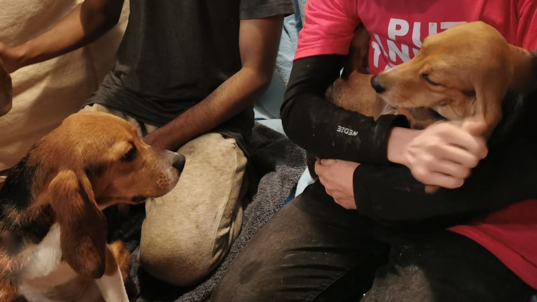 Police return beagles destined for animal testing to mbr acres in