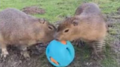 Cinnamon seen playing with another rodent.