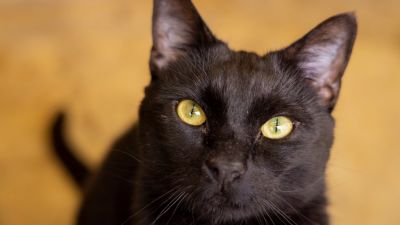A picture released as part of the RSPCA's Cancel Out Cruelty complain.