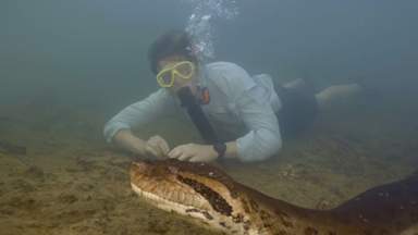 Largest snake species ever discovered and filmed in Amazon