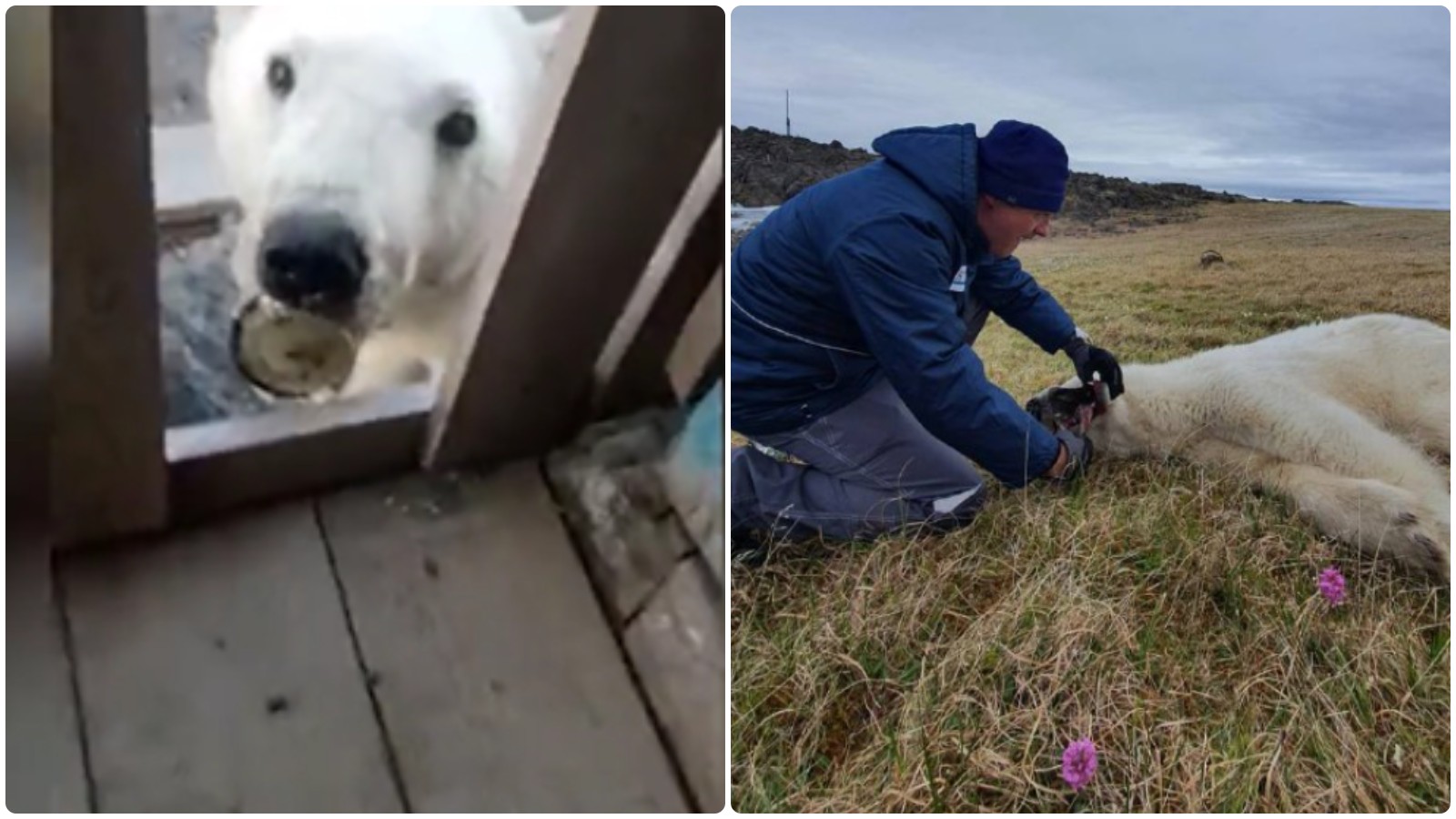 Polar bear saved from starvation after getting can stuck in mouth in