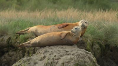 Orange seals are a regular sight at Hamford Water at Walton on the Naze in Essex thanks to the iron oxide in the mudflats. Credit: ITV News Anglia