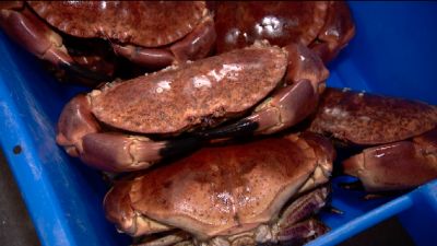 Picture of brown crabs taken from an ITV Channel package which TX'd on 18/8/2021. 