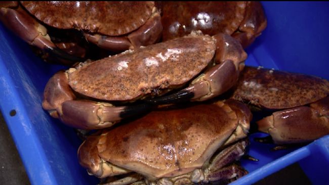 Picture of brown crabs taken from an ITV Channel package which TX'd on 18/8/2021.