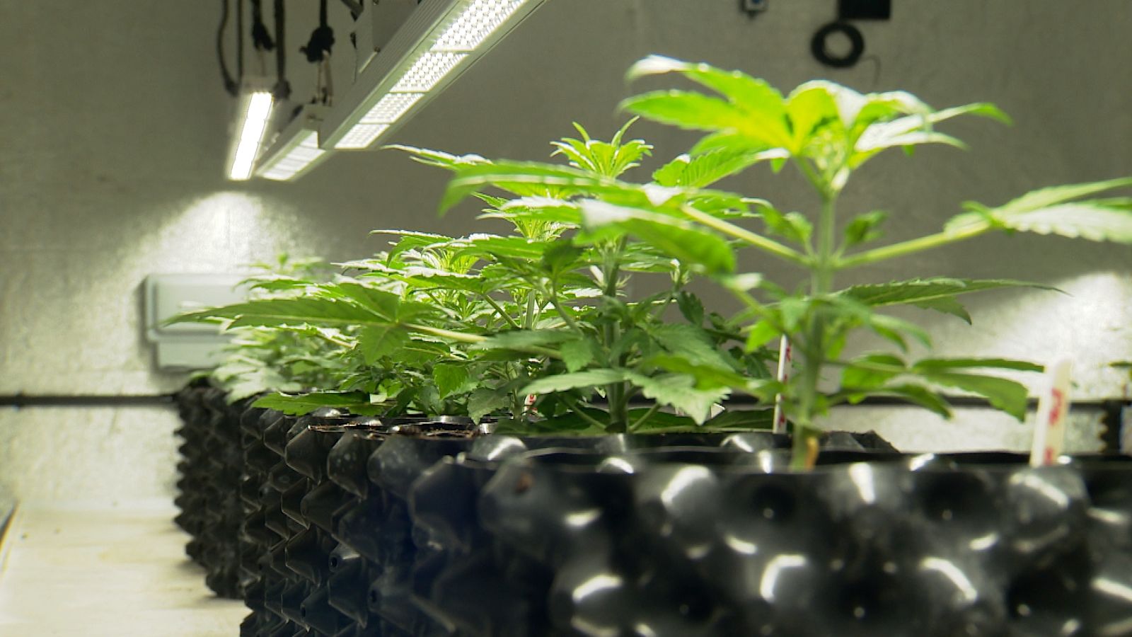 Concern Over High Levels Of Medicinal Cannabis Being Prescribed In concern-over-high-levels-of-medicinal-cannabis-being-prescribed-in