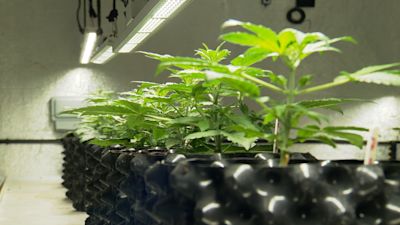 Cannabis plant
