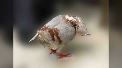 Pigeons found with twisted necks after catching infectious disease ...