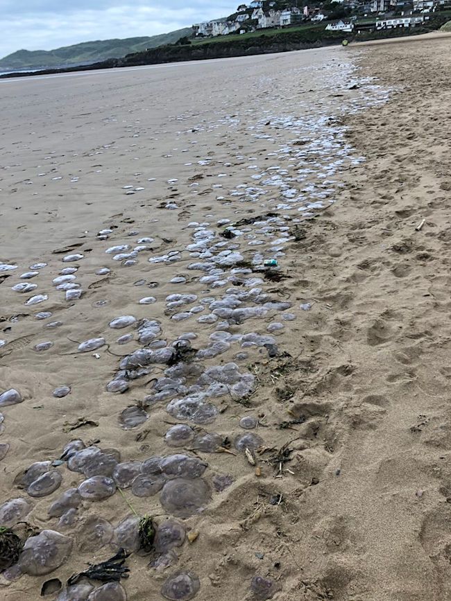 Hundreds Of Jellyfish Wash Up On Devon Beach Itv News West Country Hundreds Of Jellyfish Wash Up On Devon Beach Itv News West Country