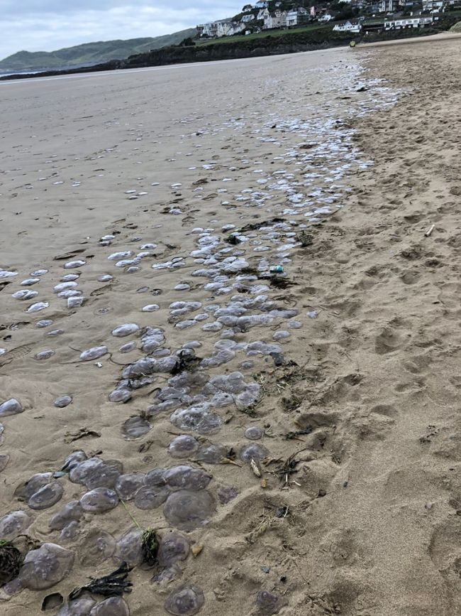 Hundreds Of Jellyfish Wash Up On Devon Beach Itv News West Country