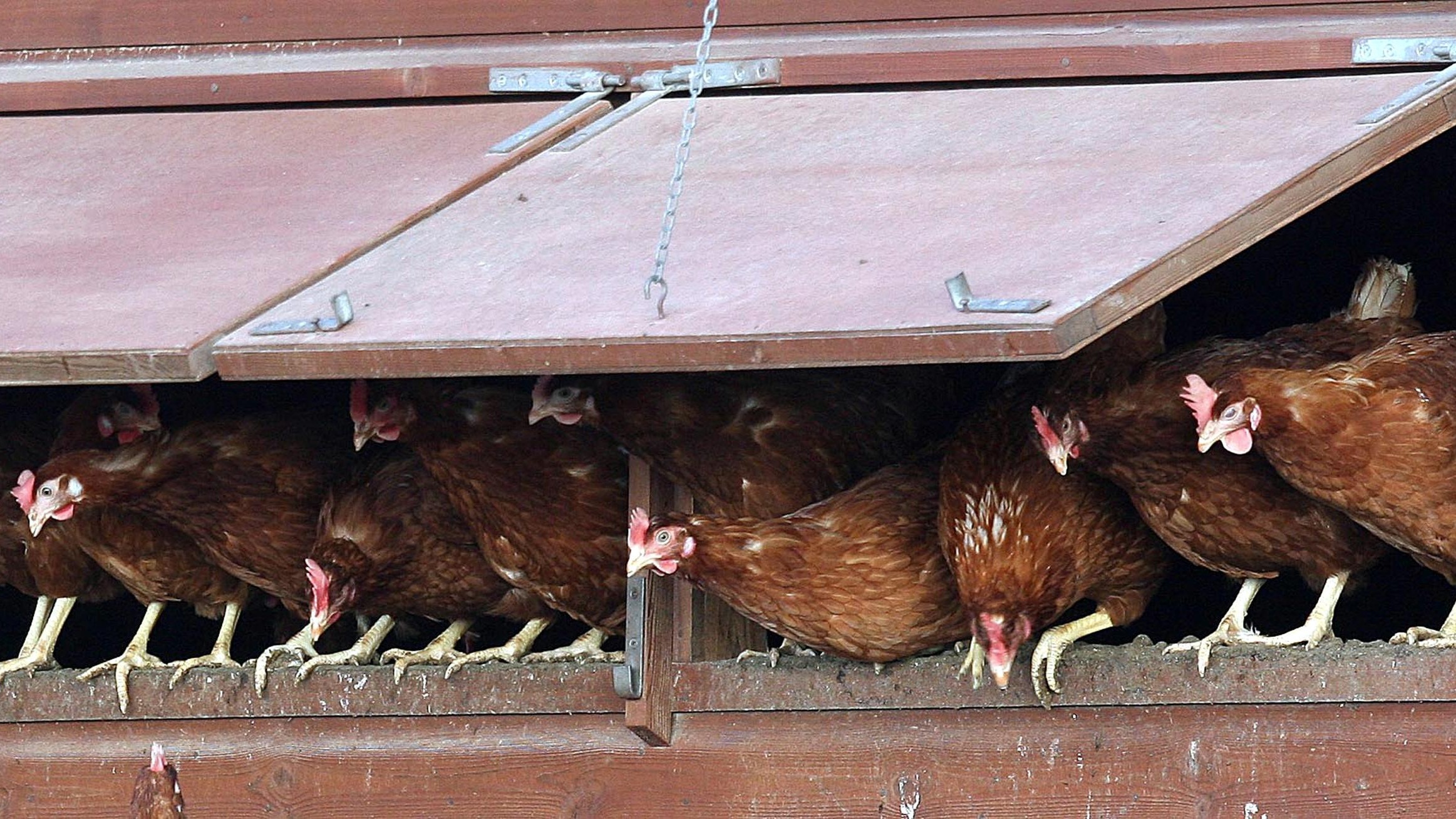 Bird Flu Lockdown Set For Birds As Owners Told To Keep Pets And Poultry Inside Itv News