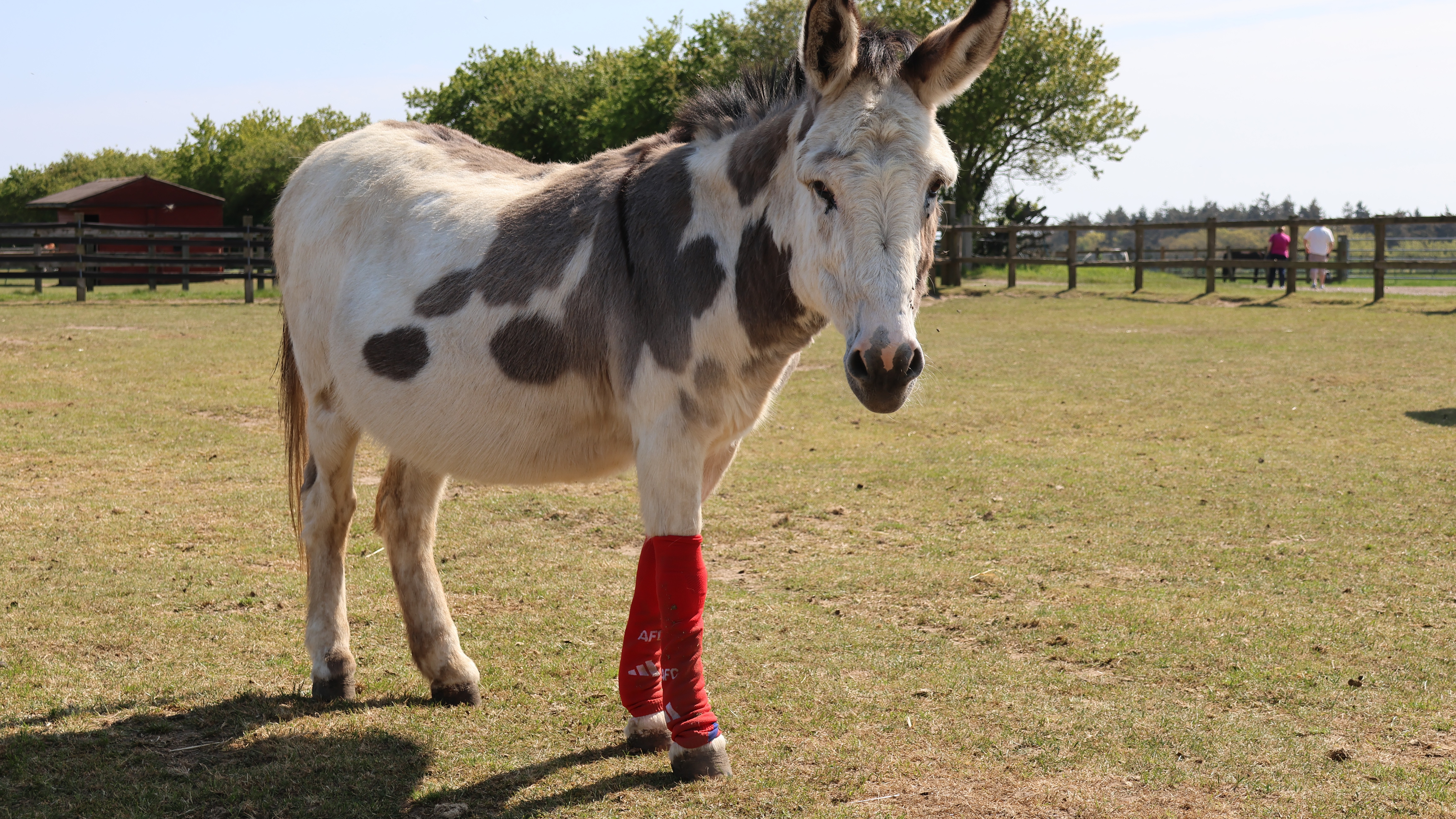 Premier League champions Arsenal donate football socks to horse sanctuary in Norfolk