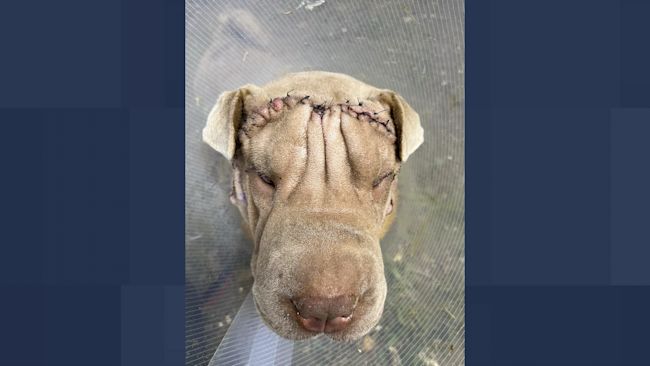 Rspca 2024 shar pei