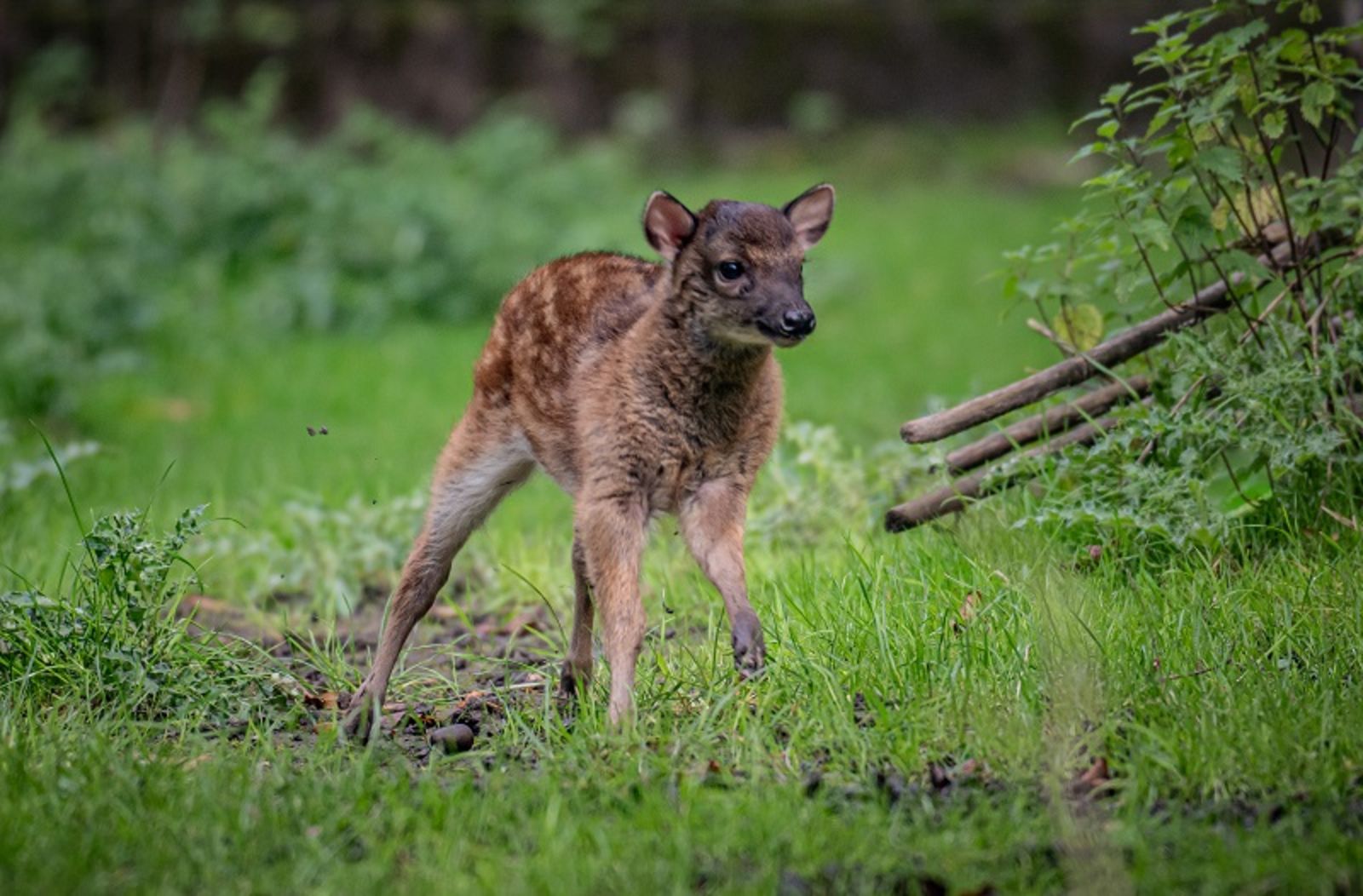 Endangered Baby Deer Spotted For The First Time At Chester Zoo ITV endangered-baby-deer-spotted-for-the-first-time-at-chester-zoo-itv