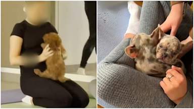 RSPCA urges government to stop 'frightening' puppy yoga as Italy bans classes