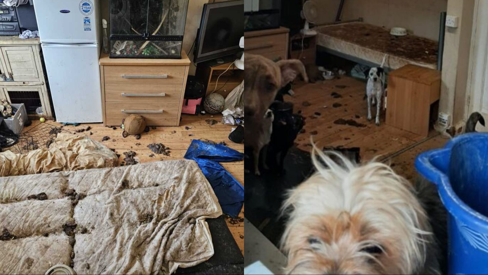 Criminal investigation underway after 12 dogs abandoned in 'inhumane